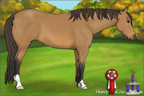 Horse Color: Buckskin 