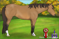 Horse Color:Buckskin 