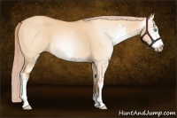 Horse Color:Gray Cremello Dun Sabino
