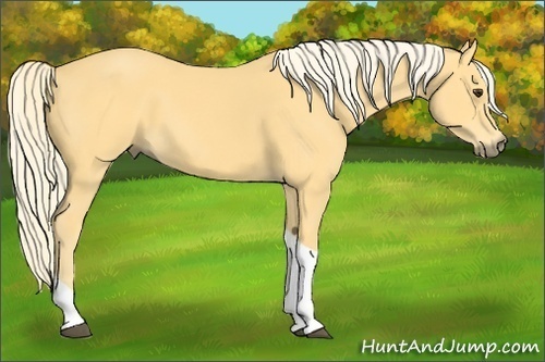 Horse Color:Palomino Tobiano 
