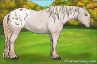 Horse Color:Chestnut Frame Appaloosa