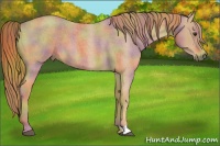 Horse Color:Nacre Red Roan 