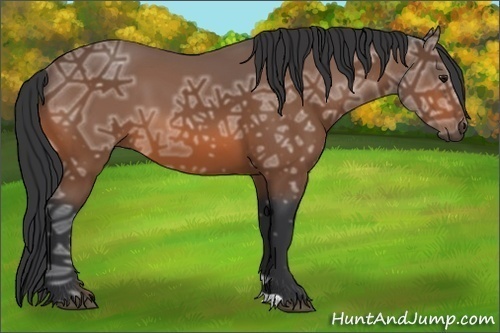 Horse Color: Bay Ice 
