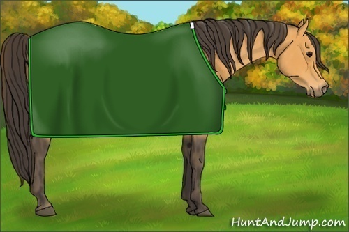 Horse Color: Buckskin  Brindle