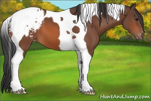 Horse Color: Bay Tobiano Blanket 