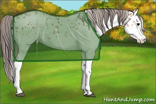 Horse Color: White Spotted Bay Leopard 