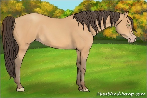 Horse Color: Amber Champagne 