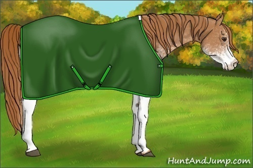 Horse Color: White Spotted Chestnut 