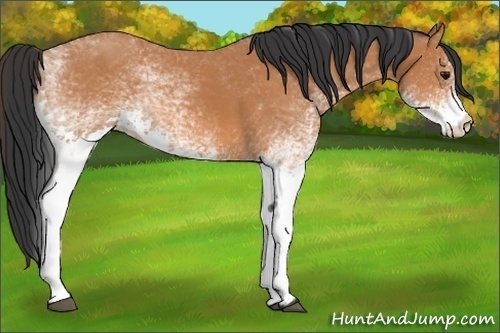 Horse Color: White Spotted Bay 