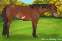 Horse Color:Bay Frame 