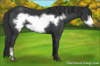 Horse Color:Black Frame