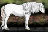 Horse Color:Chocolate Palomino Appaloosa 