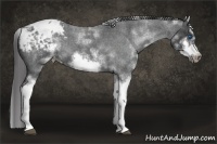 Horse Color:White Spotted Blue Roan Splash Frame Appaloosa 