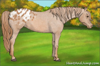 Horse Color:Chestnut Appaloosa 