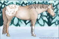 Horse Color:Gray Palomino Pearl Appaloosa 