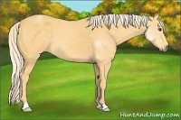 Horse Color:Palomino Roan 