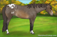 Horse Color:Buckskin Sabino Appaloosa Rabicano