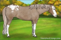 Horse Color:Chocolate Palomino Splash Appaloosa 