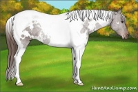 Horse Color:White Spotted Liver Chestnut Tobiano 