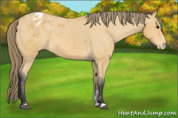 Horse Color:Buckskin Sabino Appaloosa