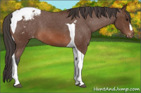 Horse Color:Bay Tobiano Appaloosa 