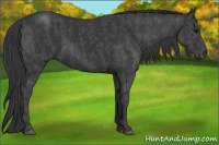 Horse Color:Black  Brindle