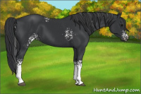 Horse Color:White Spotted Black 