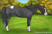 Horse Color:Black Sabino Splash Varnish 