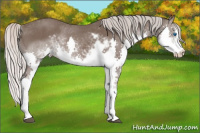Horse Color:Silver Brown Sabino Splash Rabicano 