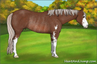 Horse Color:Silver Bay Sabino Rabicano