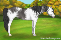 Horse Color:White Spotted Black 
