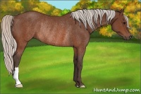Horse Color:Silver Brown Rabicano 