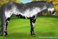 Horse Color:White Spotted Black 