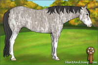 Horse Color:Grullo Ice Sabino