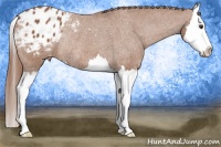Horse Color:Chestnut Sabino Splash Appaloosa Rabicano 