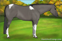 Horse Color:Grullo Sabino Tobiano 