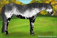 Horse Color:White Spotted Black 