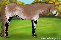 Horse Color:White Spotted Chestnut 