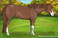 Horse Color:Chestnut Sabino 