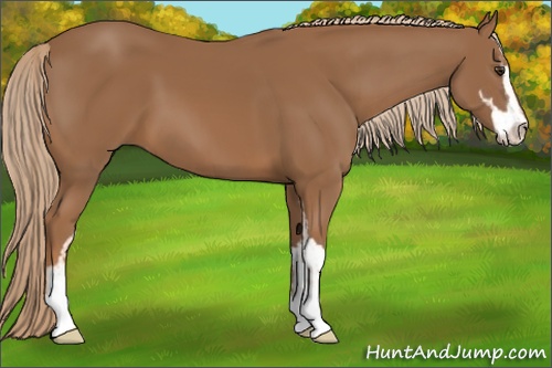 Horse Color: Chestnut Sabino 