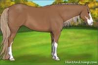 Horse Color:Chestnut Sabino