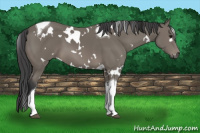 Horse Color:White Spotted Black Tobiano 