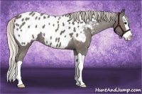 Horse Color:Silver Black Splash Appaloosa