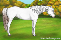Horse Color:Brown Splash Appaloosa 