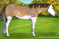 Horse Color:Buckskin Dun Splash 