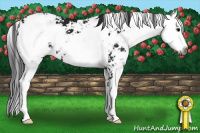 Horse Color:Gray Smoky Black Sabino 