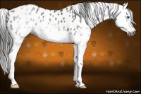 Horse Color:Gray Grullo Splash Leopard 