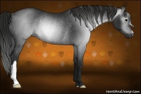Horse Color:Gray Black Rabicano 