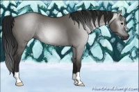 Horse Color:Gray Grullo 