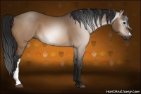 Horse Color:Gray Bay Dun